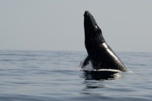 Un fin de semana por la conservación de nuestra biodiversidad marina y entorno natural en Samaná
