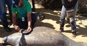 Encuentran manatí muerto en Las Terrenas