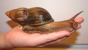 Nueva plaga llega al país: Caracol Gigante Africano, afecta la gente