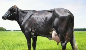 Asociación Dominicana de Hacendados denuncia bajan 2 y 3 pesos al litro de leche en fincas