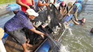 Asociación de pescadores de Boba inicia su primera venta de tilapia luego del financiamiento del gobierno