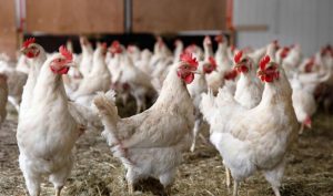Agricultura atribuye a brote de Newcastle muerte 20 mil gallinas y miles de pollos; descarta gripe aviar