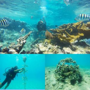 Destacan acciones para restablecer y preservar ecosistema marino en la bahía de Sosúa