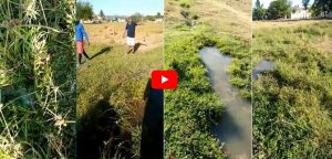 Denuncian dueños de vacas rompen por el play tubería suple agua a Río San Juan para que se derrame y animales beban