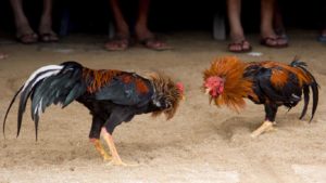 Denuncian jugadas de gallos amenazan salud comunidad Loma de Solimán en Villa Isabela, PP