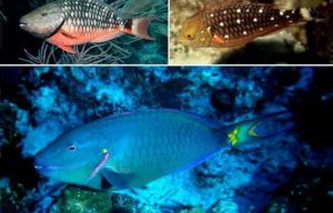 Autoridades RD prohiben por un año captura y comercialización de los peces loros y doctores