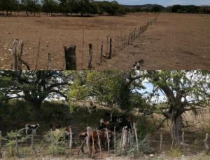 Agricultura entregará caña de azúcar y pajas de arroz para alimentar reses parte oeste Puerto Plata ante larga sequía