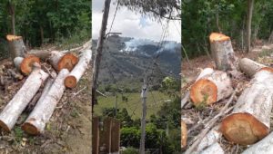 Denuncian grave deforestación en Loma de Solimán, Gualete y La Jaiba en Villa Isabela
