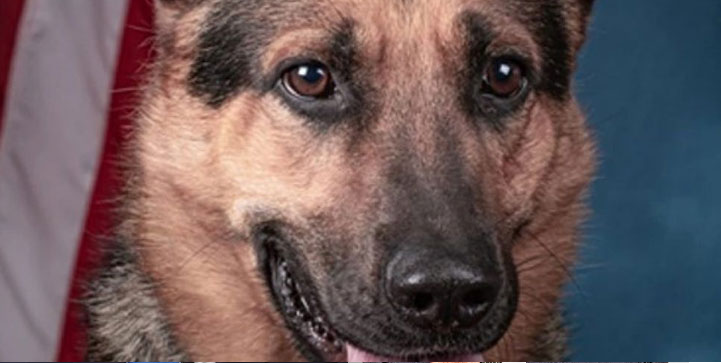 En estado delicado niño de dos años atacado por un perro en escuela de Nagua