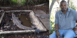 Rescatan tres cocodrilos eran mantenidos bajo condiciones deplorables por el expelotero José Rijo