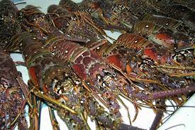 Prohíben la pesca y comercialización de langostas desde el primero de marzo hasta junio