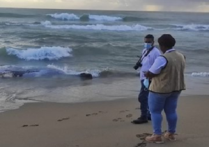 Medio Ambiente inicia recuperación de ballenato hallado muerto a orillas de Playa Bonita en Nagua
