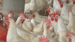 Alimentos por las nubes! El cerdo y el pollo a precios inalcanzables para el pobre de la República Dominicana