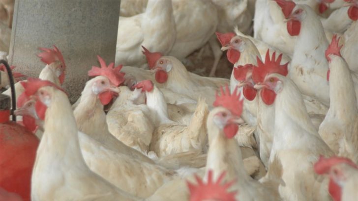 Alimentos por las nubes! El cerdo y el pollo a precios inalcanzables para el pobre de la República Dominicana