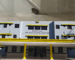 Denuncian hospital Salvador B. Gautier se ha convertido en un nido de ratas y cucarachas