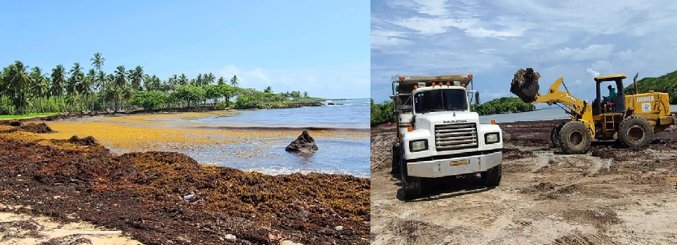 Gobernación de MTS coordina acciones para contener  invasión de sargazo en playas de Cabrera