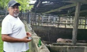 Preocupación entre productores de cerdo de María Trinidad Sánchez ante efectos de la fiebre porcina africana