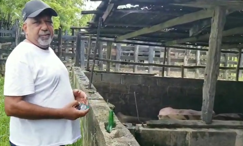 Preocupación entre productores de cerdo de María Trinidad Sánchez ante efectos de la fiebre porcina africana
