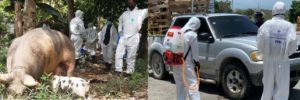 Refuerzan control de desinfección en entradas y salidas de provincias afectadas por la Peste Porcina Africana