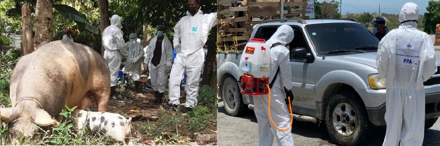 Refuerzan control de desinfección en entradas y salidas de provincias afectadas por la Peste Porcina Africana