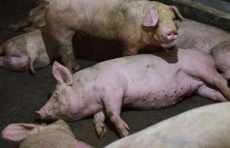 Confirman presencia de fiebre porcina africana en 15 provincias de RD; MTS y tres más bajo sospecha