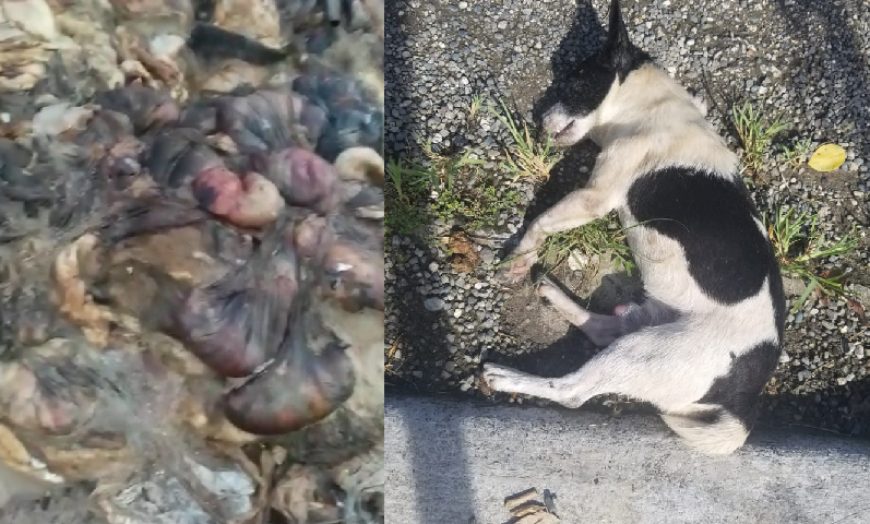 Peligro sanitario en RSJ! Denuncian sacrificio y lanzamiento indiscriminado de cerdos y perros al vertedero de La Puerta