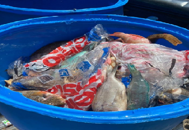 Decomisan 1,732 libras de pescados y lambies en veda durante operativos en seis provincias del país