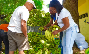 Por orden de Abinader, Inespre vende a 1 peso platanos tumbó ventarrón la semana pasada en Valverde