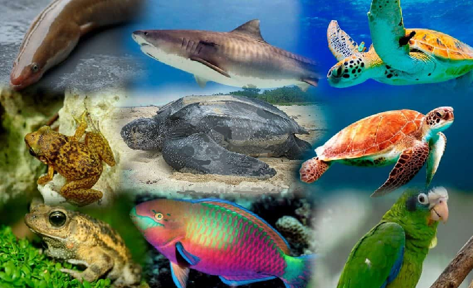 Medio Ambiente reitera lista de especies en veda por peligro extinción; incluye La Anguila, cotorra, pez loro, carey y otros más
