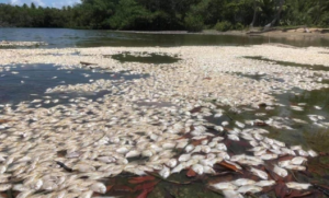 Medio Ambiente investiga muerte de peces en costas de Sabana de la Mar y Miches; advierte habrá sanciones
