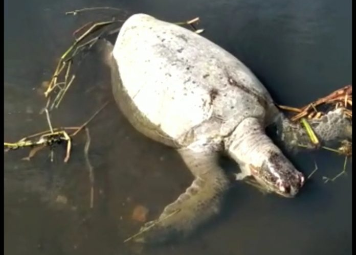 Mueren dos tortugas tinglar en la costa del municipio de Nagua