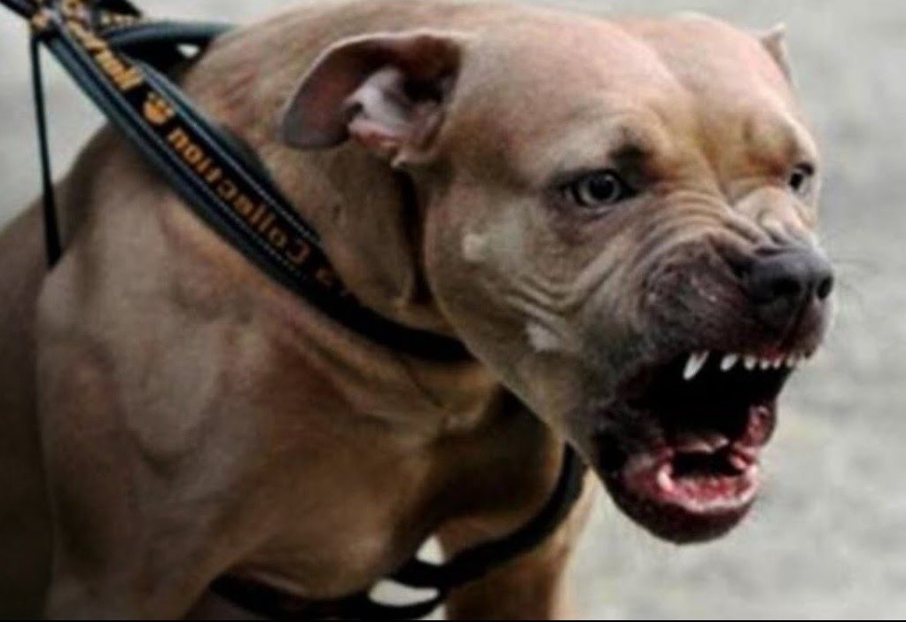 Ante ataques perros pitbull en RD llaman aprobar proyecto ley prohíbe su presencia