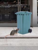 Este viernes en efecto NYC negocios depositar basura en contenedor con tapa segura