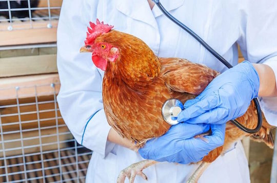 CDC alerta por casos gripe aviar en Manhattan