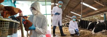 Detectan gripe aviar H5N1 en humanos y en leche vacas en EUA; dominicanos preocupados