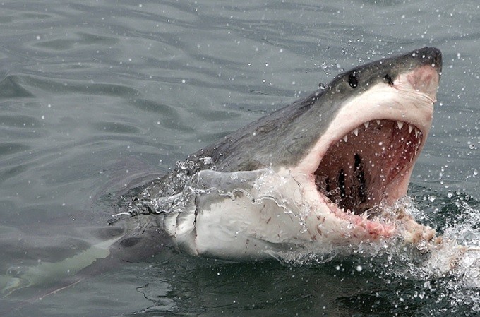 Más tiburones siguen llegando a playas NYC acuden dominicanos y otras etnias