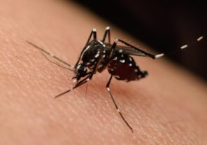 DOH informa 4 personas NYC con el virus Nilo Occidental