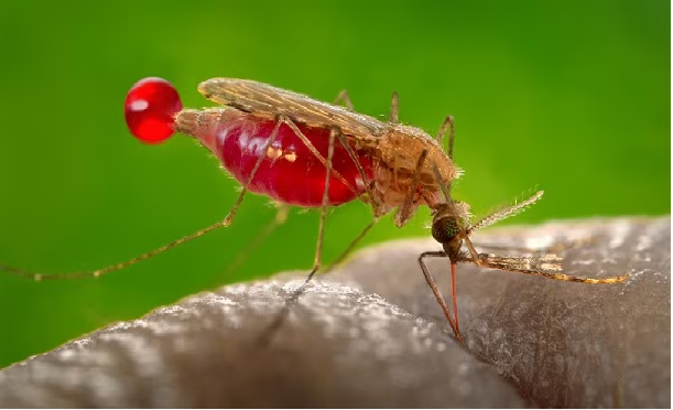 Se triplican los casos de malaria en lo que va del año en RD; mujeres las más afectadas