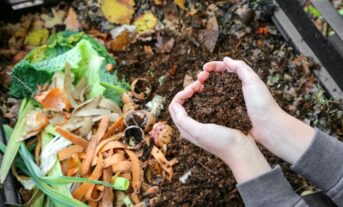 Inicia este martes en NYC compost; multas por no hacerlo