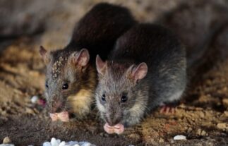 Autoridades llaman no comprar veneno para ratas se vende en Alto Manhattan y otros lugares de NYC