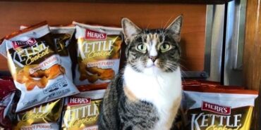 Multas a bodegueros por tener gatos en sus negocios