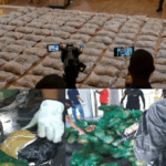 Auyamas de coca! Descubren en Caucedo 334 paquetes de cocaína camuflados en 