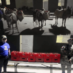 Qué bestias! Ocupan en SJM contrabando de bebidas alcohólicas era transportada por haitianos en 3 burros