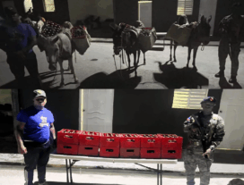 Qué bestias! Ocupan en SJM contrabando de bebidas alcohólicas era transportada por haitianos en 3 burros