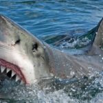 Tiburones en Rockaway-Queens obligan cerrar playas frecuentadas por dominicanos