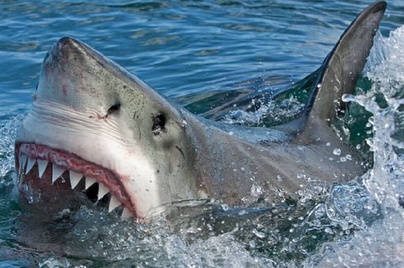 Tiburones en Rockaway-Queens obligan cerrar playas frecuentadas por dominicanos