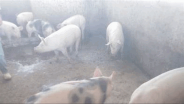 Criadores de cerdos La Coyera, en Río San Juan, denuncian robo de sus animales los está llevando a la ruina