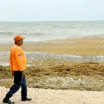 Histórico! Gran acumulación de sargazo arropa playas de Rio San Juan; autoridades agilizan retiro