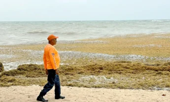 Histórico! Gran acumulación de sargazo arropa playas de Rio San Juan; autoridades agilizan retiro