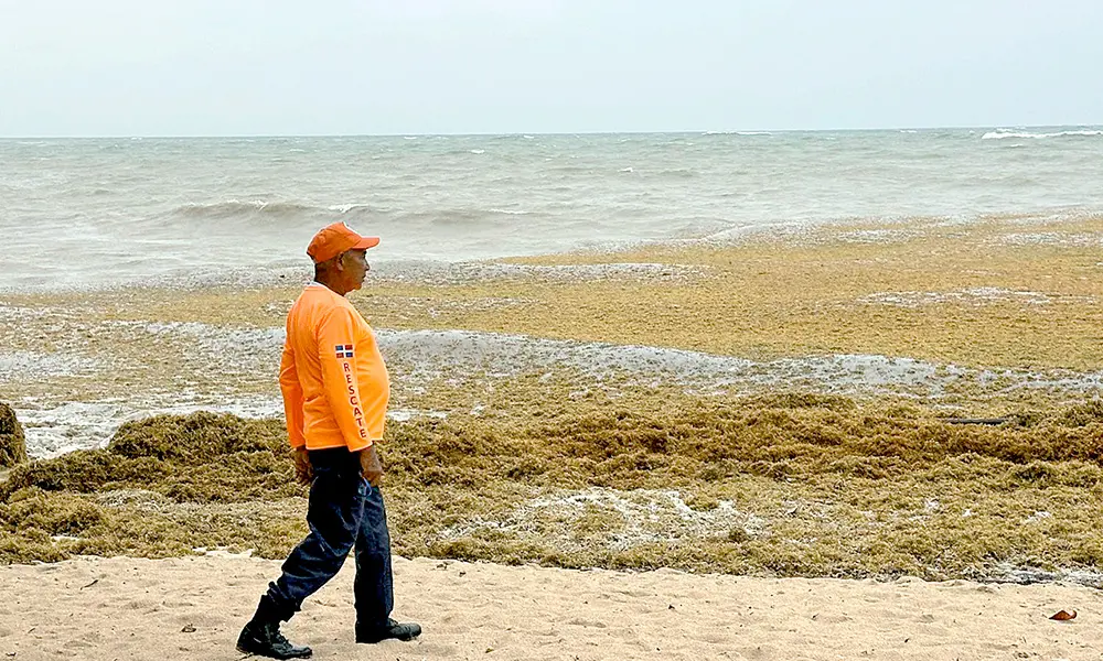 Histórico! Gran acumulación de sargazo arropa playas de Rio San Juan; autoridades agilizan retiro